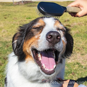 Brosse de chien à épingle champion de compagnie